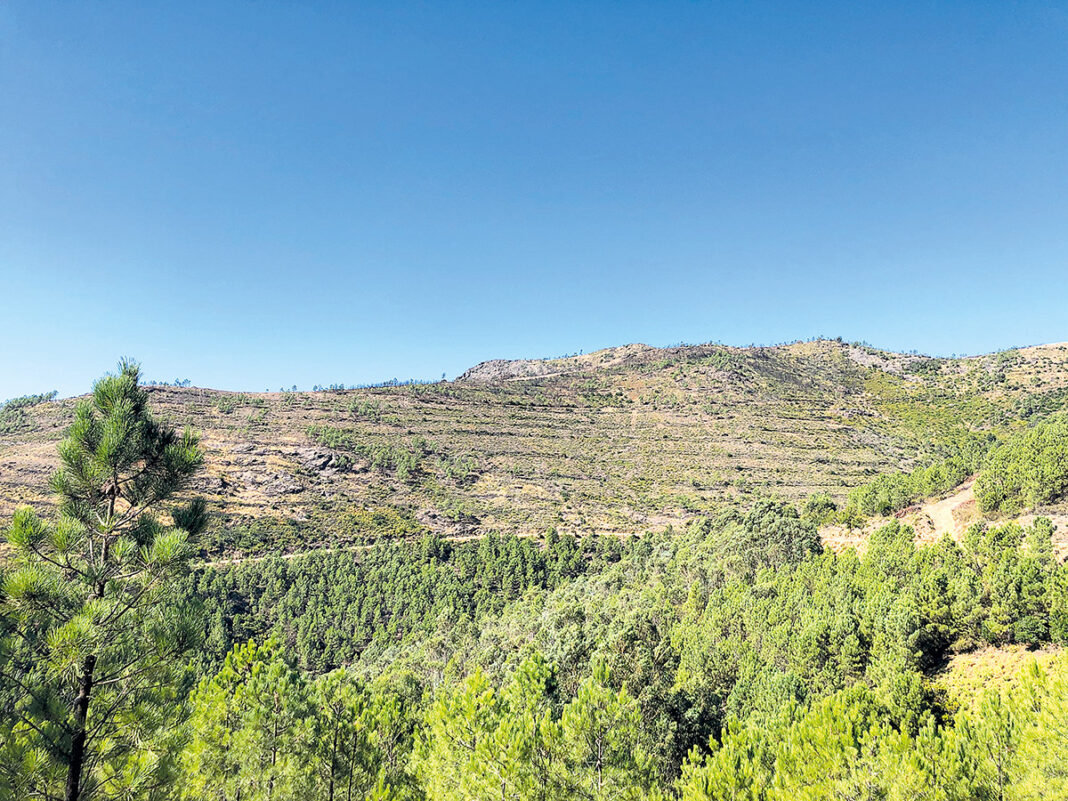 Floresta