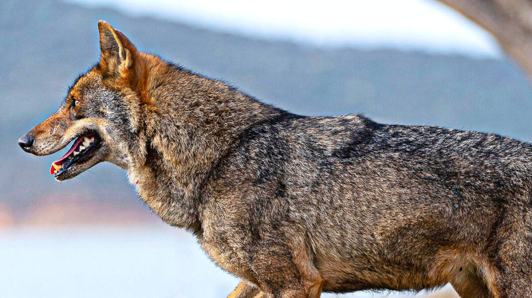 Lobo Iberico