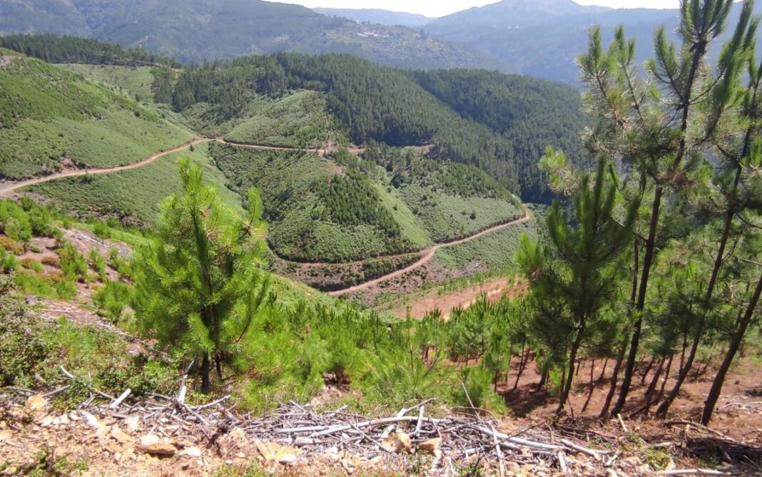 Baldios