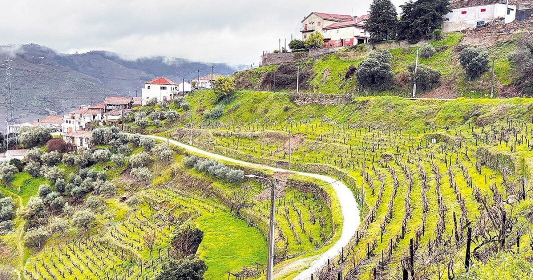 Municipio com novo servico para apoiar viticultores