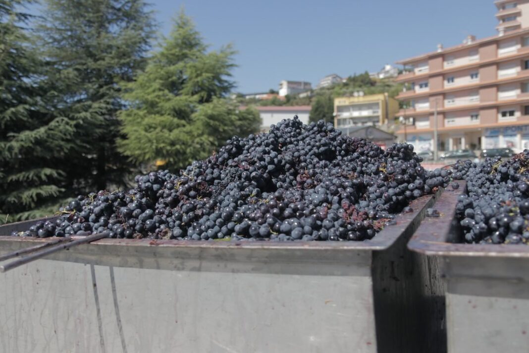 Uvas