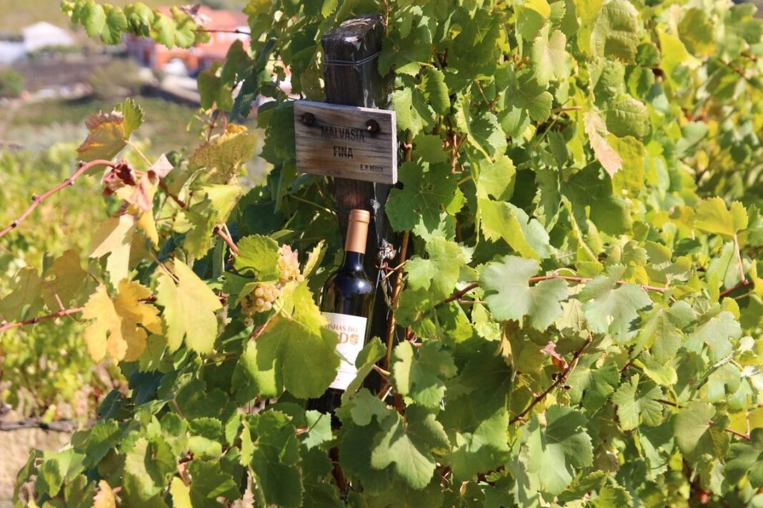 Vinhos Douro
