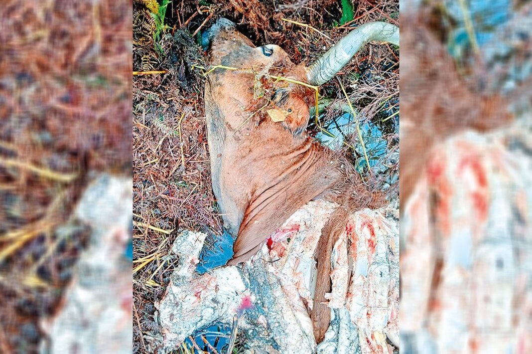 Ataques de lobo multiplicam se e agravam dificuldades dos produtores