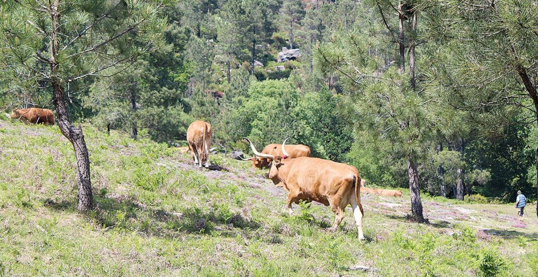 MONTALEGRE Comunidade Local dos Baldios de Fafião distinguida por boas práticas florestais Arquivo VTM