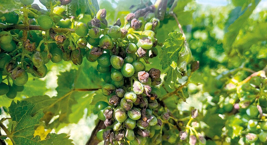 São João da Pesqueira   Granizo destrói vinhas do Douro e deixa agricultores em alerta destaque