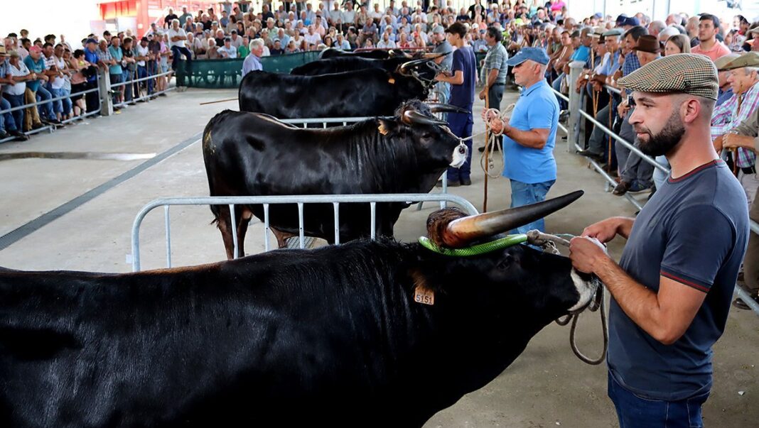 Feira do gado de lordelo mantem viva tradicao do feriado municipal 2