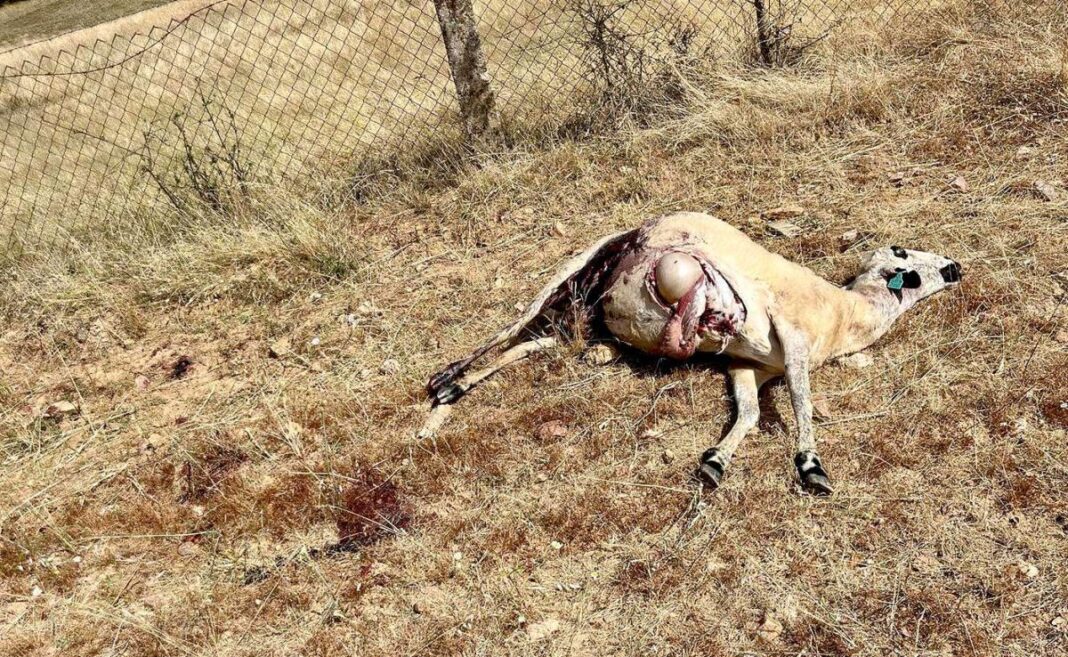 Miranda do douro novo ataque de lobo iberico mata oito animais2