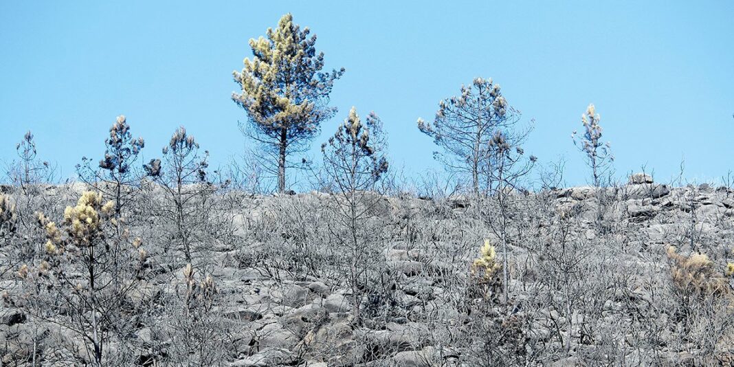 Projeto pretende “aumentar a resistência dos territórios florestais”