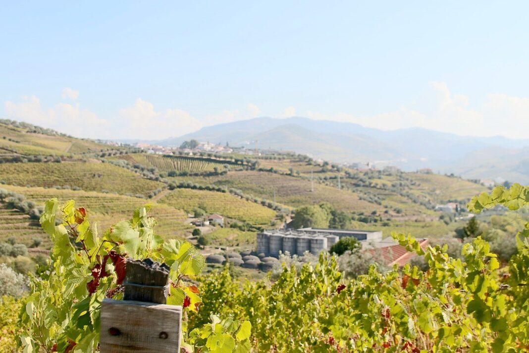 Douro projeto de lei sobre aguardente do douro divide setor vitivinicola em audicao parlamentar
