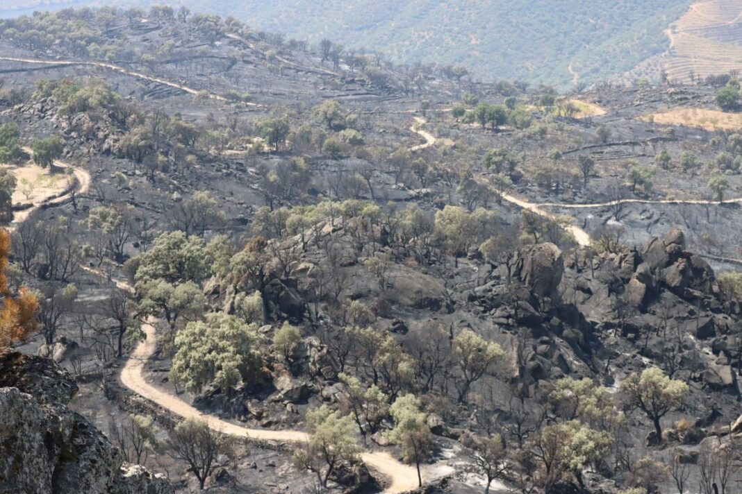 Incendio deixa rasto de destruicao