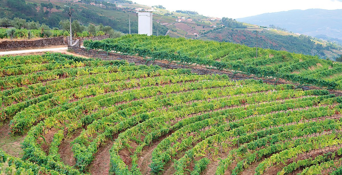 Em Foco Viticultores vivem situacao dramatica no Douro MF