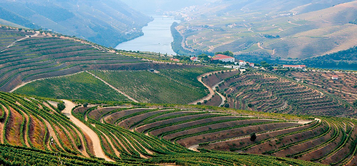 Em Foco Viticultores vivem situacao dramatica no Douro MF