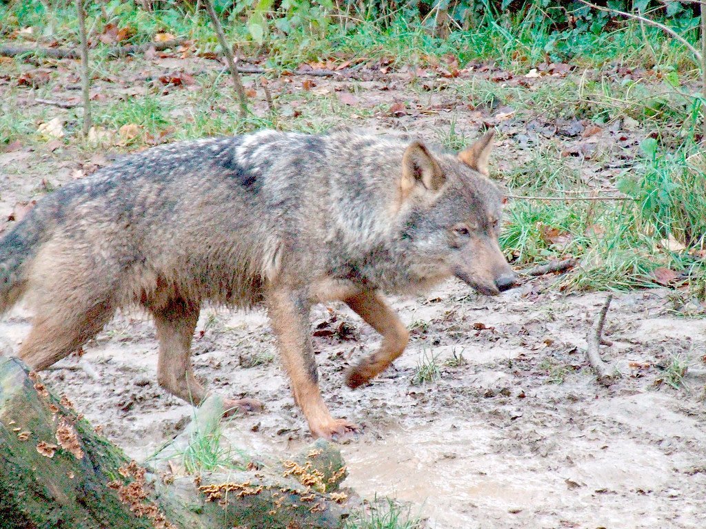 Prazo para indemnizar ataques de lobo reduzido mas produtores querem mais dr