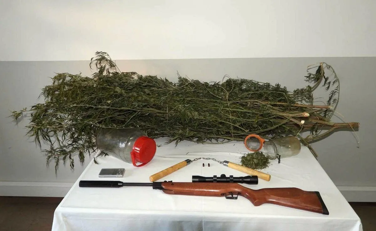 Homem detido por cultivo de produtos estupefacientes