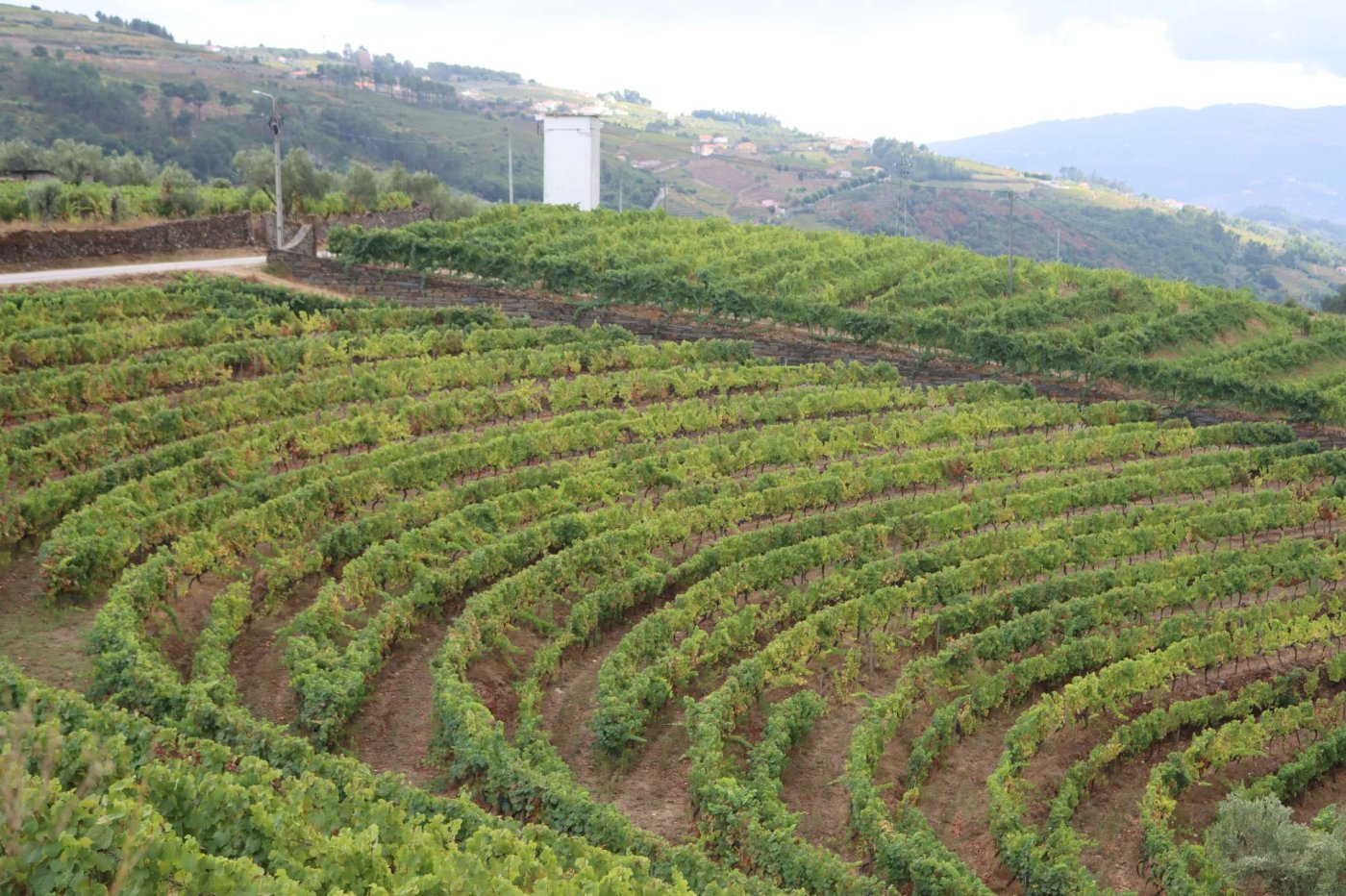 Em Foco Viticultores vivem situacao dramatica no Douro MF